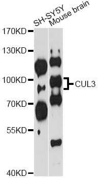 CUL3 / Cullin 3 Antibody