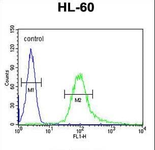 B3GNT4 Antibody (aa233-260)