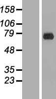 ERF / PE2 Protein (Over-Expression Lysate Myc-DDK (Flag))