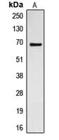 CDC23 Antibody (Internal)