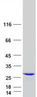 Human RAB11B Protein (Recombinant Myc-DDK (Flag))