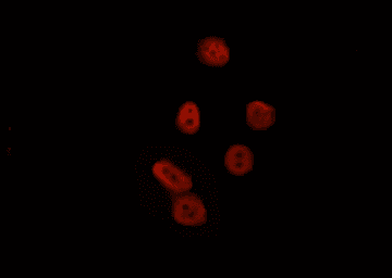 LEF1 Antibody
