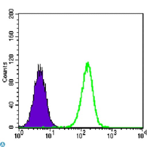 TCF3 / E2A Antibody