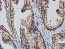 TULP3 Antibody (clone OTI4E5)