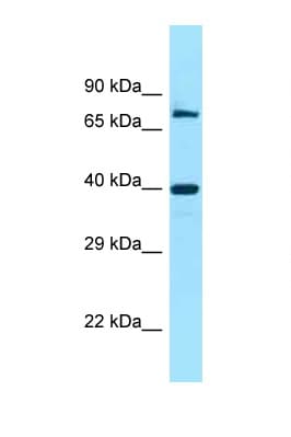 FAM54A / DUFD1 Antibody (C-Terminus)