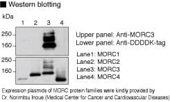 NXP2 / MORC3 Antibody (clone 17A9)