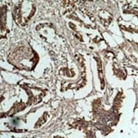 CCNB1 / Cyclin B1 Antibody