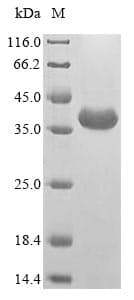 Wheat Alpha-Gliadin Protein (Recombinant 6His, N-terminus)