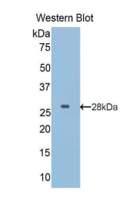 IGFBP5 Antibody (aa27-248, FITC)