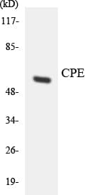CPE / Carboxypeptidase E Antibody (aa256-305)