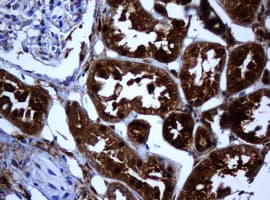 Monoclonal Mouse anti-Human Selenium Binding Protein 1 Antibody (clone OTI3A3, IHC, WB)