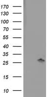 Monoclonal Mouse anti-Human PNPO Antibody (clone OTI1H9, IHC, WB)