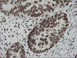 TLE1 / TLE 1 Antibody (clone OTI1D6)