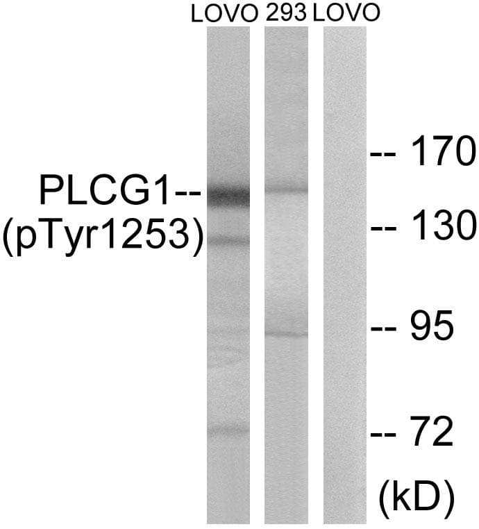 PLCG1 Antibody (phospho-Tyr1253)