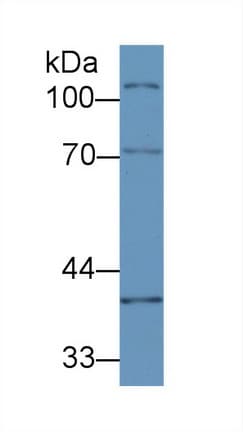 ERG-1 / CUZD1 Antibody (aa291-545, APC)