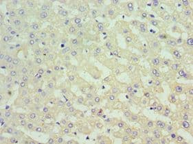 SUFU Antibody (aa325-484)