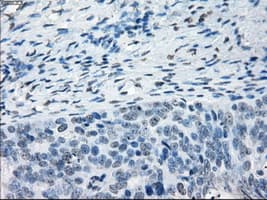 TSC501 / NAT8 Antibody (clone OTI5A8, Carrier-free)