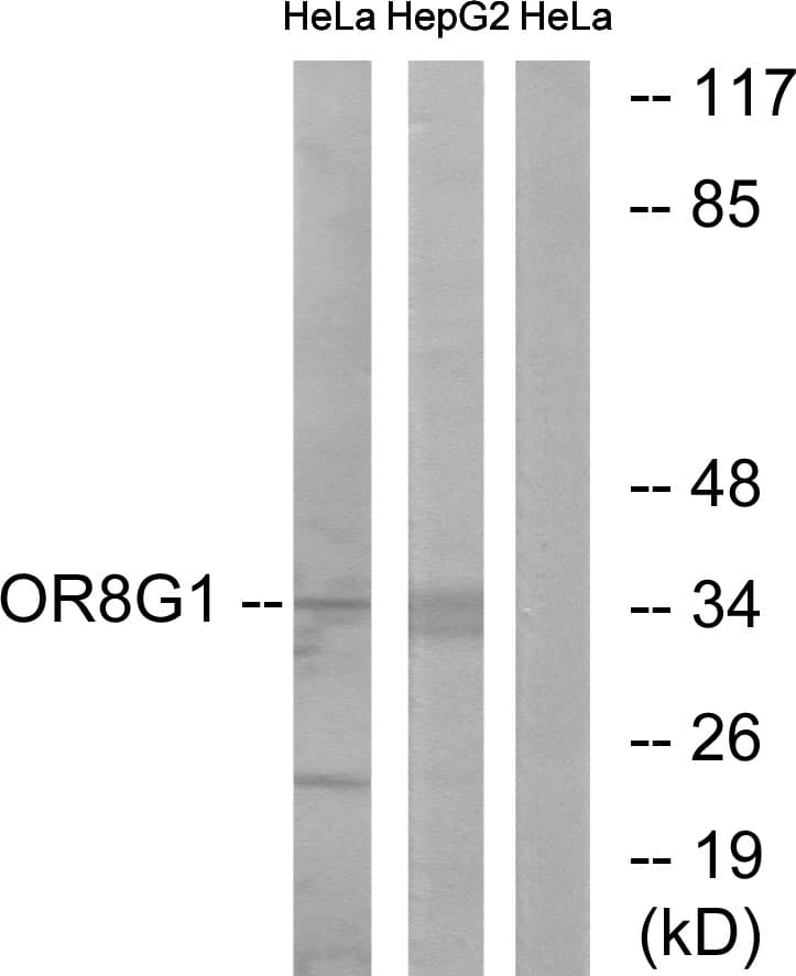 OR8G1 Antibody (aa262-311)