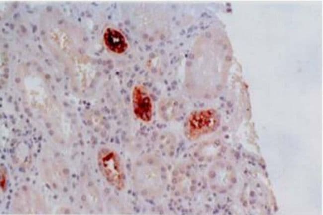 HLA-G Antibody (clone MEM-G/2)