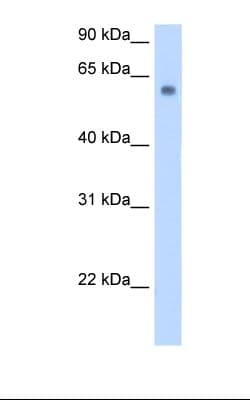 SLC1A4 / ASCT1 Antibody (C-Terminus, FITC)