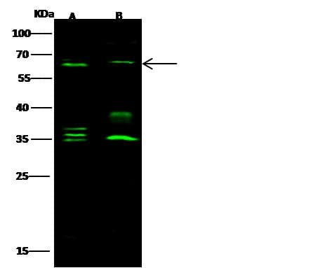 PLBD2 Antibody (Preservative Free)