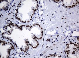 ZSCAN18 / ZNF447 Antibody (clone OTI4D10, Carrier-free)