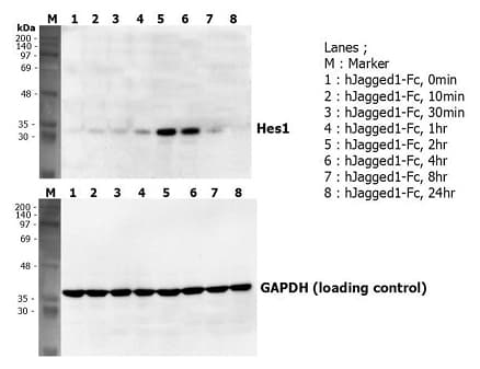 Human JAG1 / Jagged 1 Protein (Recombinant Human IgG1 Fc)