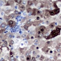 Polyclonal Rabbit anti-Human Geminin Antibody (IHC, WB)