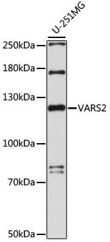 VARS2 / ValRS Antibody