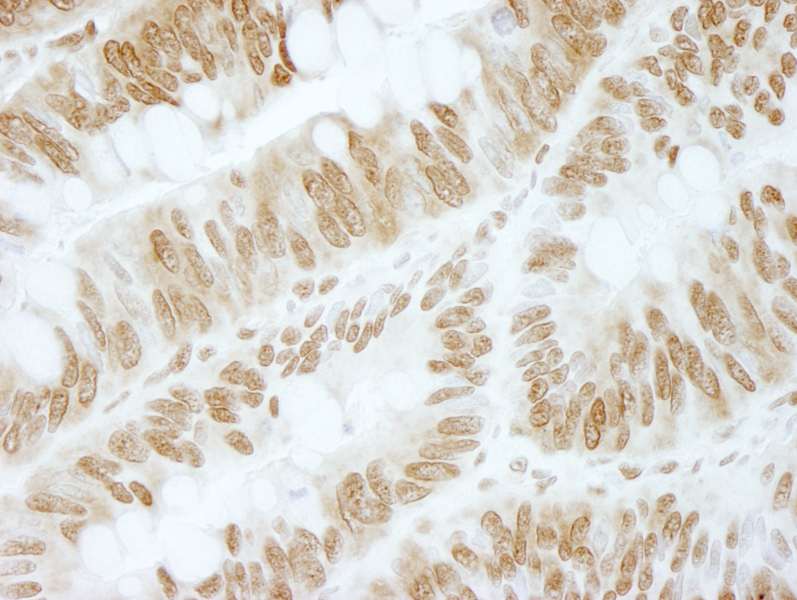 ZBTB40 Antibody (aa1140-1190)