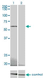 PRKAA2 / AMPK Alpha 2 Antibody (clone 1G8)