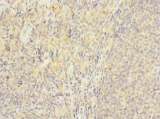 HVCN1 / HV1 Antibody