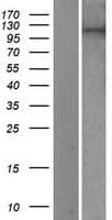 PIWIL2 Protein (Over-Expression Lysate Myc-DDK (Flag))