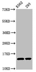 HIST1H2BN Antibody