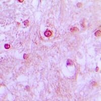 CDK10 Antibody (Internal)