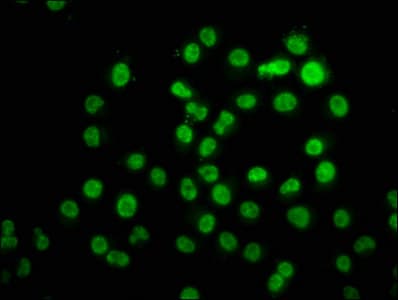HIST1H3A Antibody