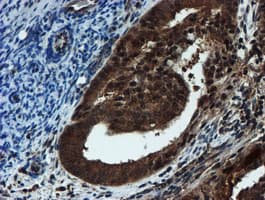 PSMA6 Antibody (clone OTI4C9, Carrier-free)