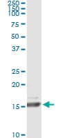 RLN1 / Relaxin Antibody (clone 1H6)