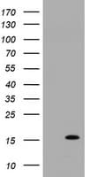 TSC22D3 / GILZ Antibody (clone OTI5D3)