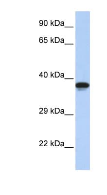DMRTC2 Antibody (aa72-121)