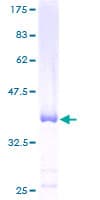 Human C12orf57 Protein (Recombinant GST)