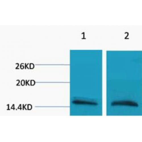 Polyclonal Rabbit anti-Human Histone H3 Antibody (WB)