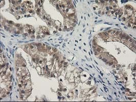 SPR Antibody (clone OTI4F5, Carrier-free)
