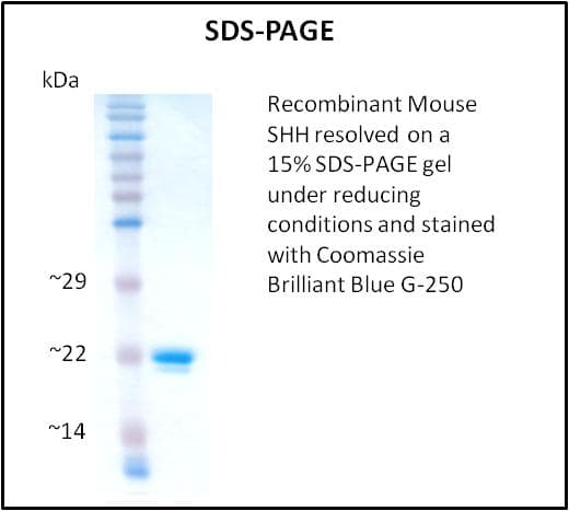 Mouse SHH / Sonic Hedgehog Protein (Recombinant)
