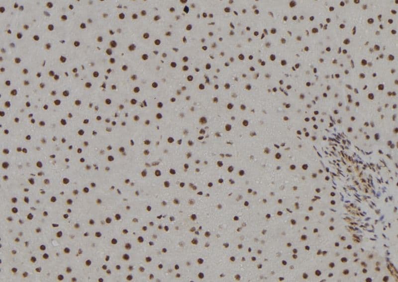 POLR2H / RPB8 Antibody
