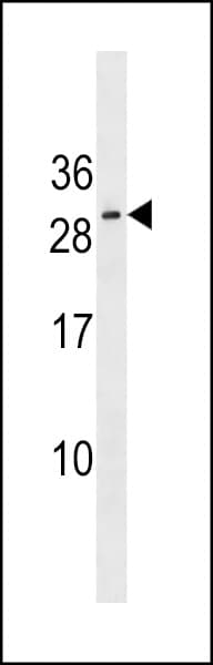 RNF223 Antibody (aa108-134)