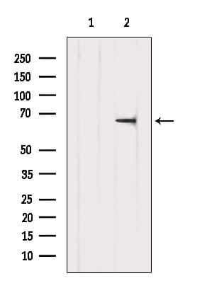TDRKH Antibody