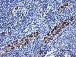 ERG Antibody (clone OTI5F12, Carrier-free)