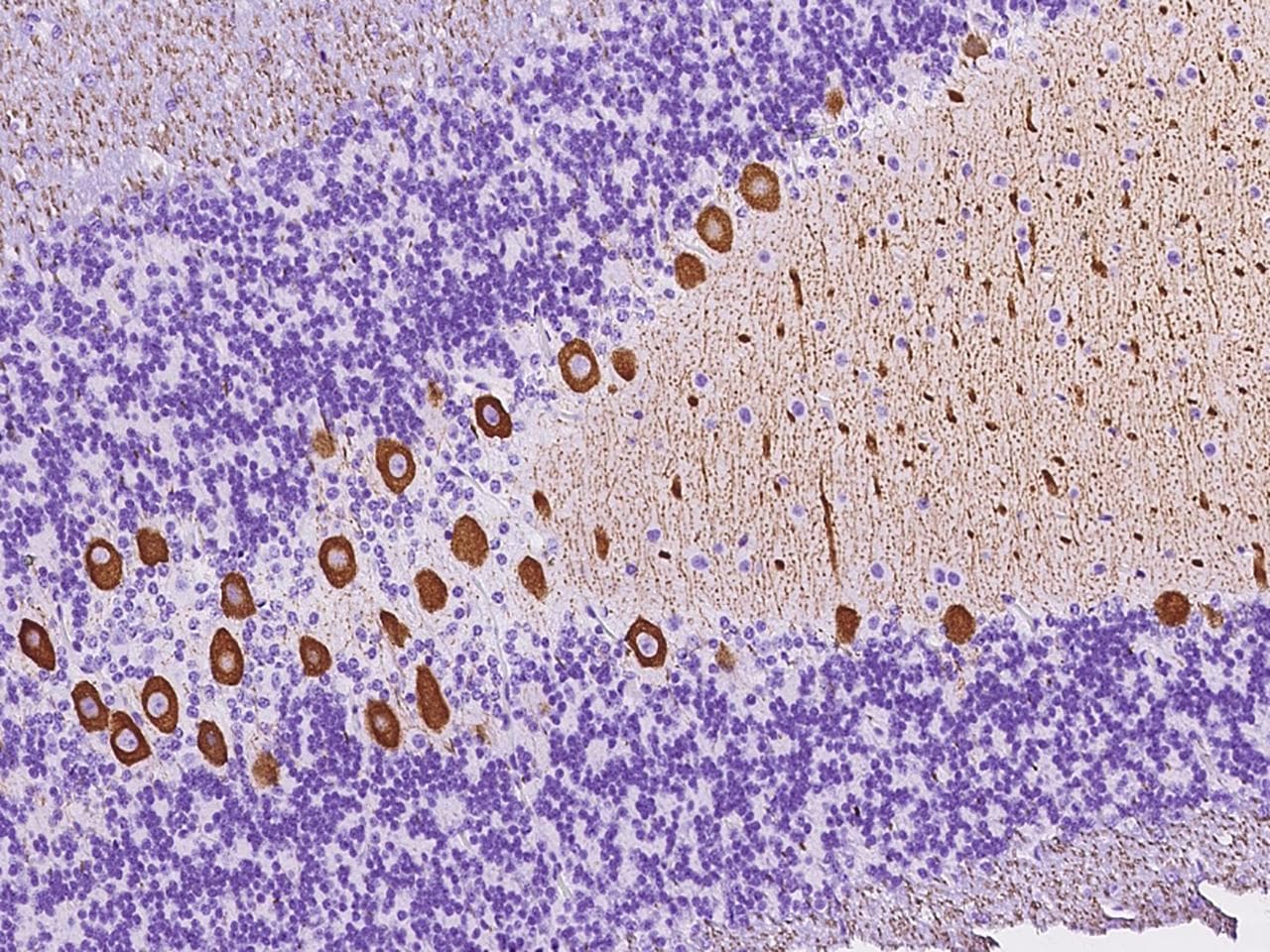 ADRA2B Antibody
