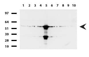 FTCD / 58K Golgi Protein Antibody (clone UMAB122, Carrier-free)